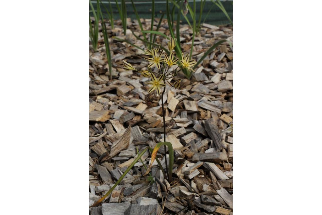 Henderson's triteleia