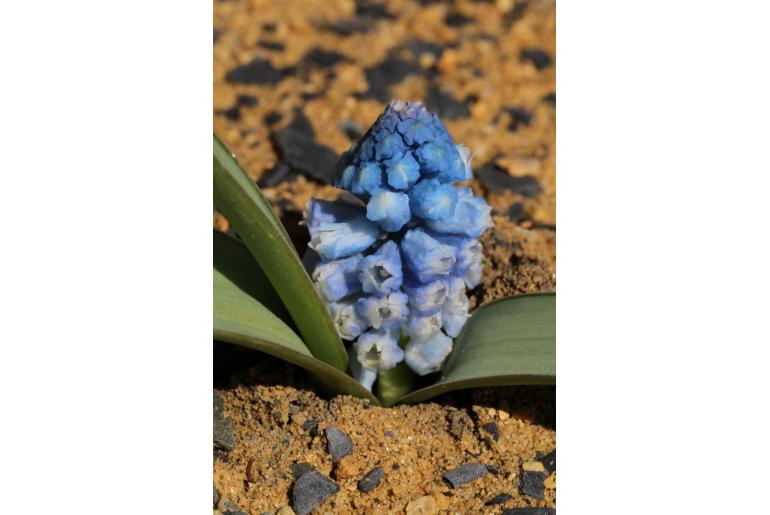 Muscari forniculatum -13554