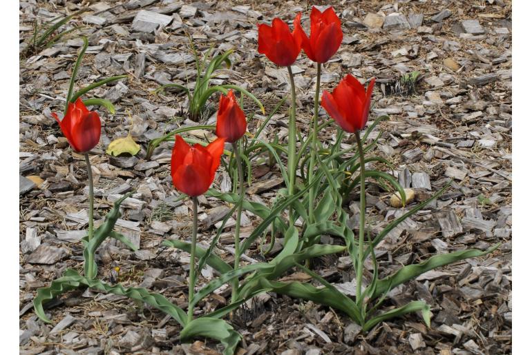 Tulipa lanata -13556