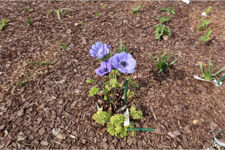 Anemone coronaria 'De Caen' -13560