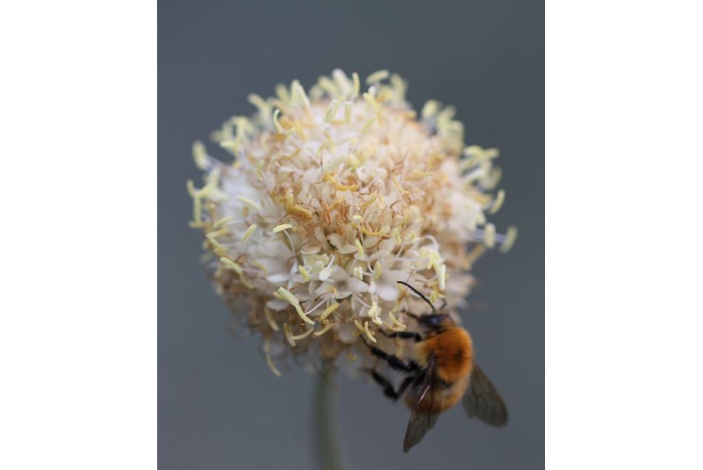 Ambrosia cephalaria