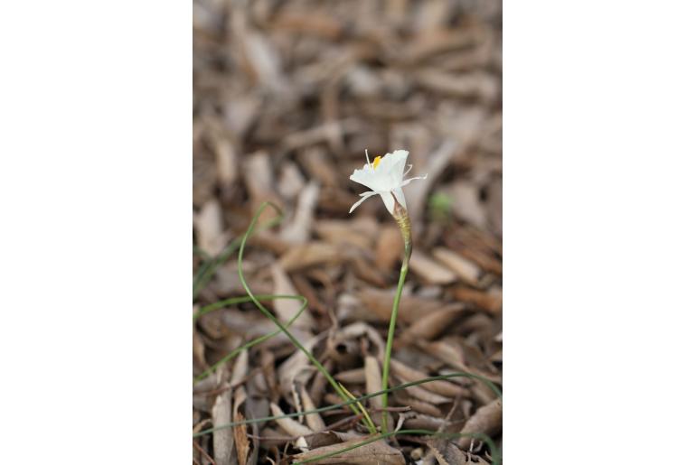 Narcissus albicans -13627