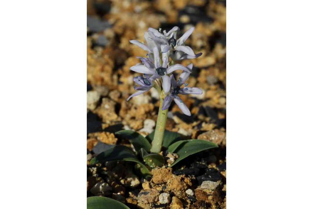 Hyacinthoides met trilhaar