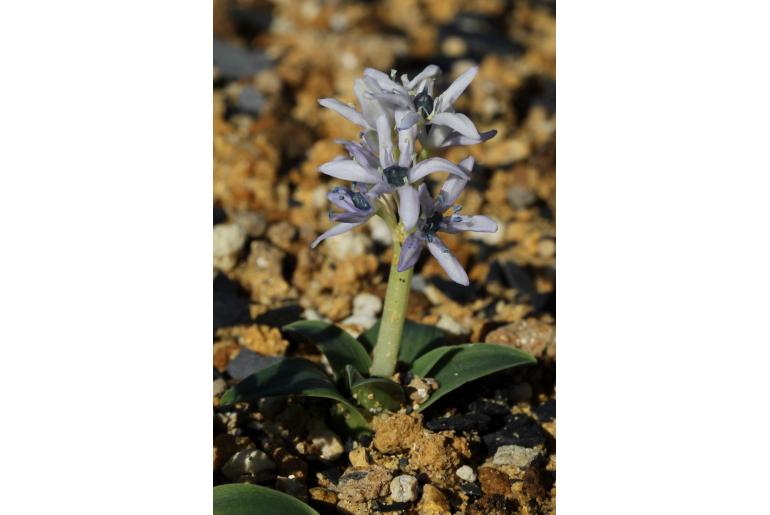 Hyacinthoides ciliolata -13639