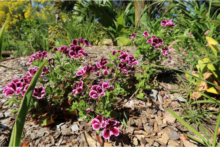 Pelargonium grandiflorum -13647