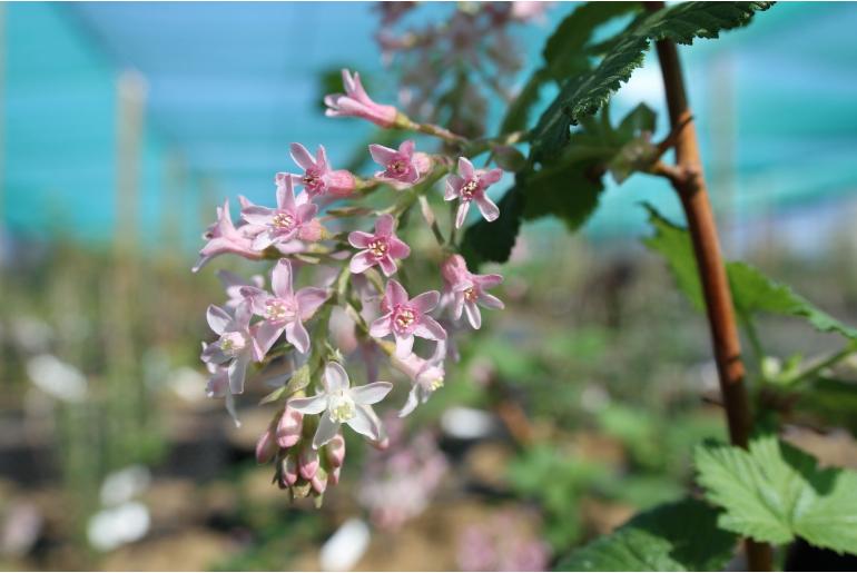 Ribes malvaceum -13724