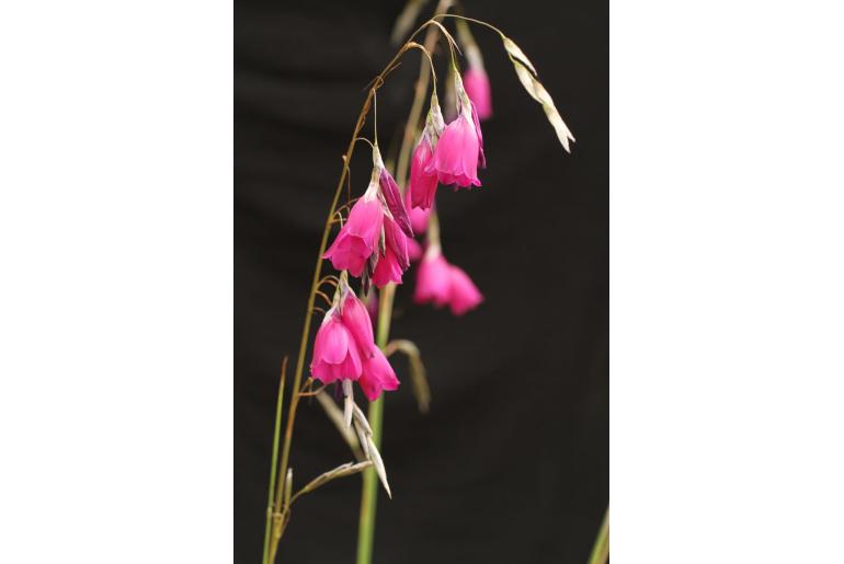 Dierama trichorhizum -13839