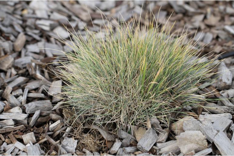 Festuca glacialis -13848