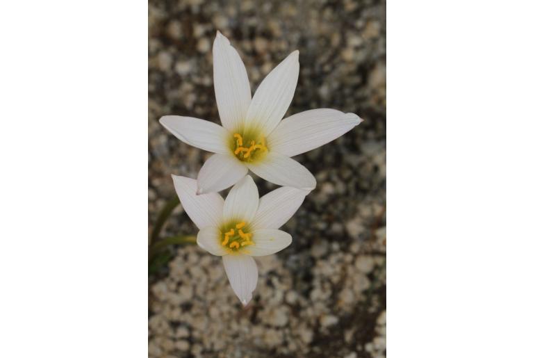 Zephyranthes magnoi -13854