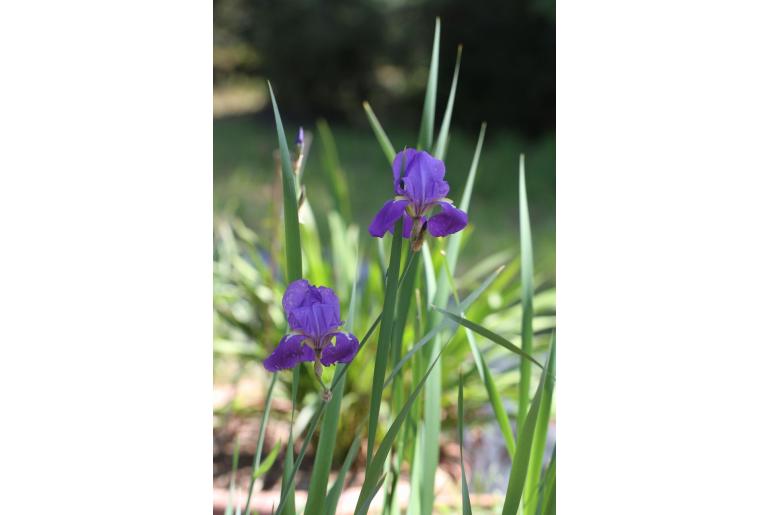 Iris pallida ssp illyrica -13958