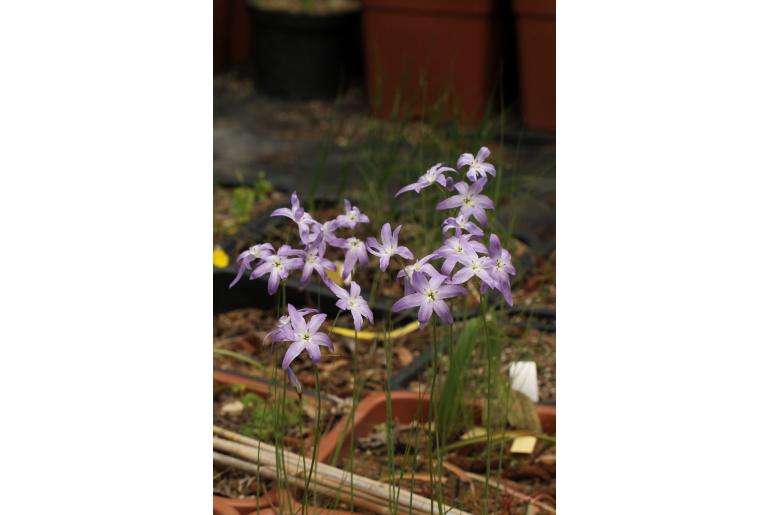 Leucocoryne pauciflora -13972