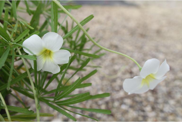 Oxalis cathara -14016