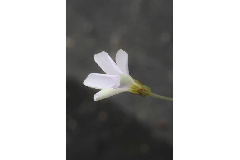 Oxalis petraea -14038