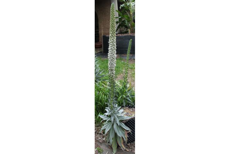 Echium simplex -14046