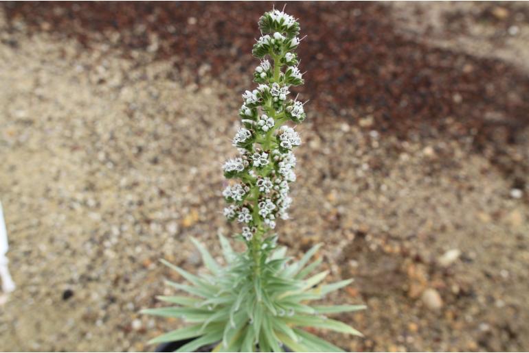 Echium virescens -14047