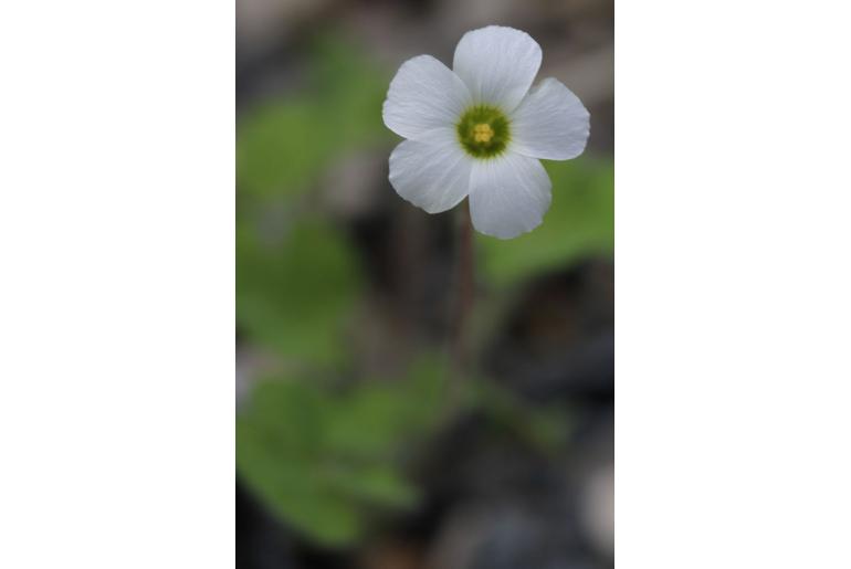 Oxalis virginea -14059