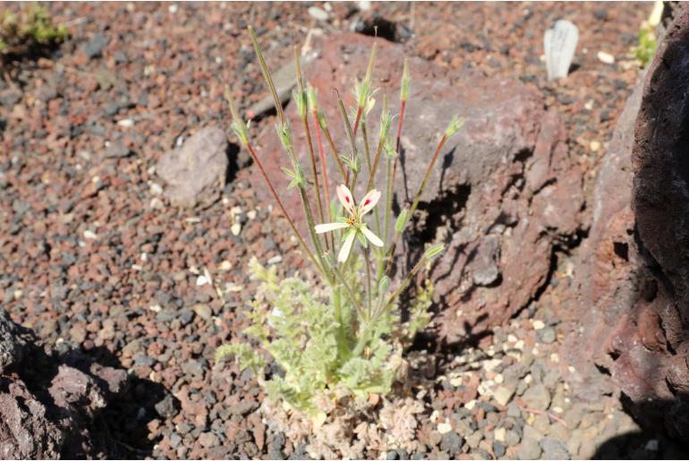 Pelargonium appendiculatum -14067