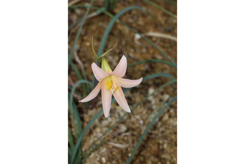 Chileense rhodophiala