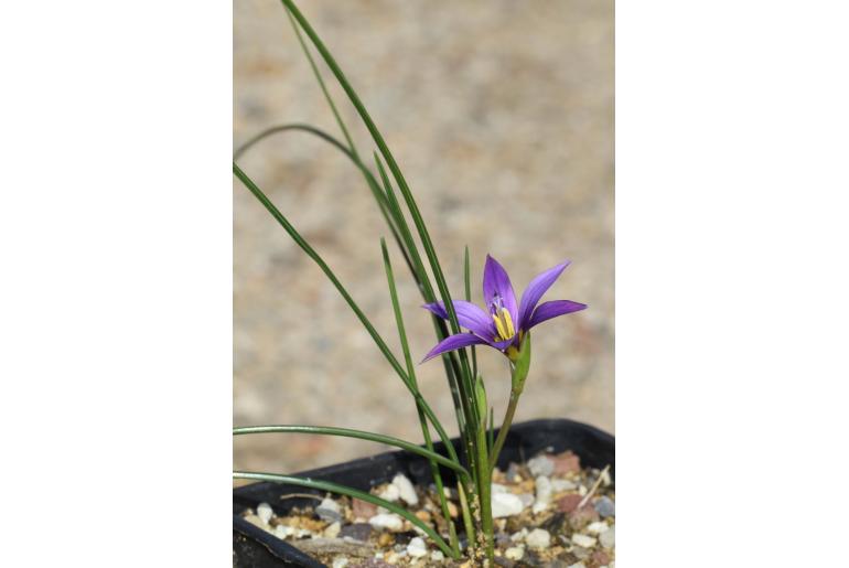 Romulea columnae ssp grandiscapa -14104