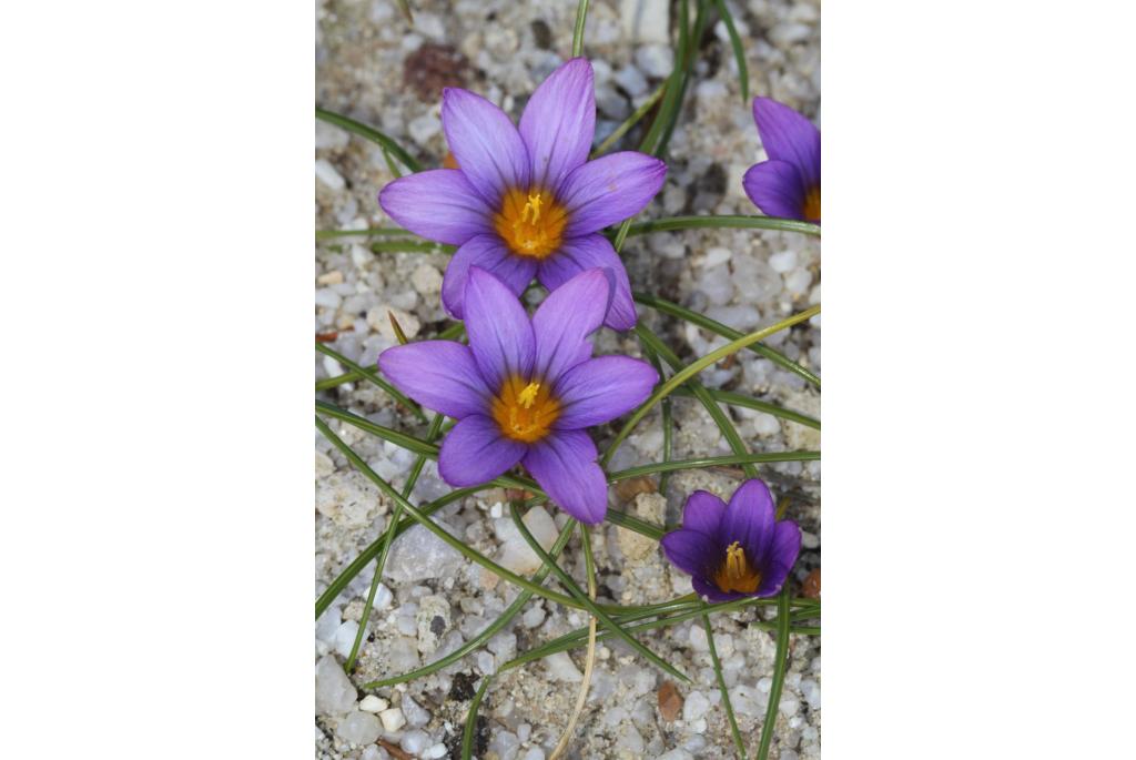 Sneeuw romulea