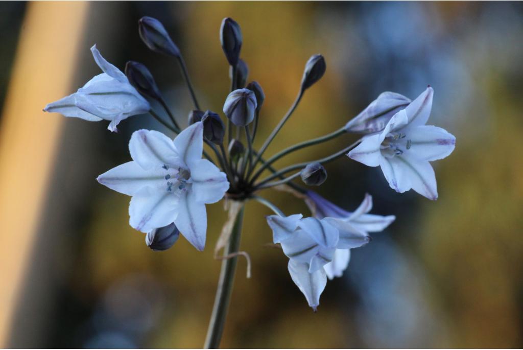 San Clemente Island triteleia