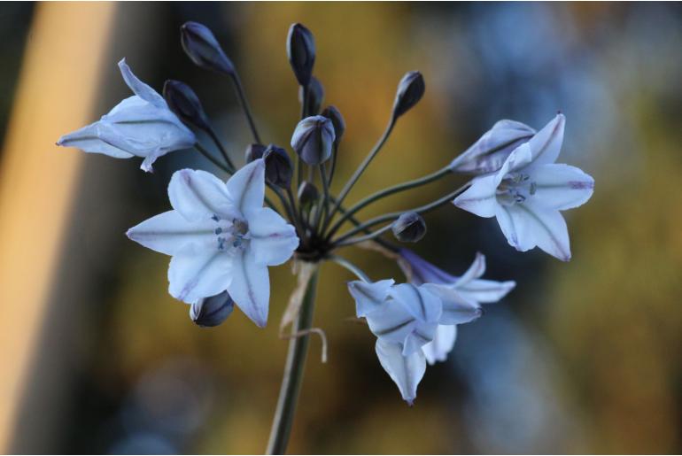 Triteleia clementina -14169