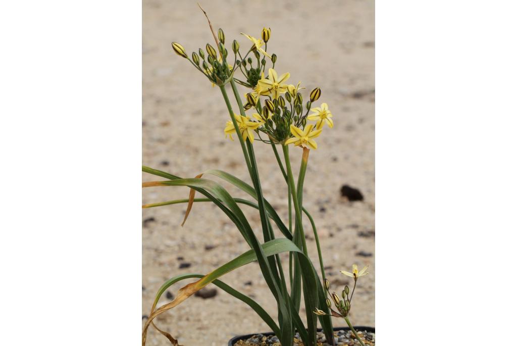 Ixia-achtige triteleia