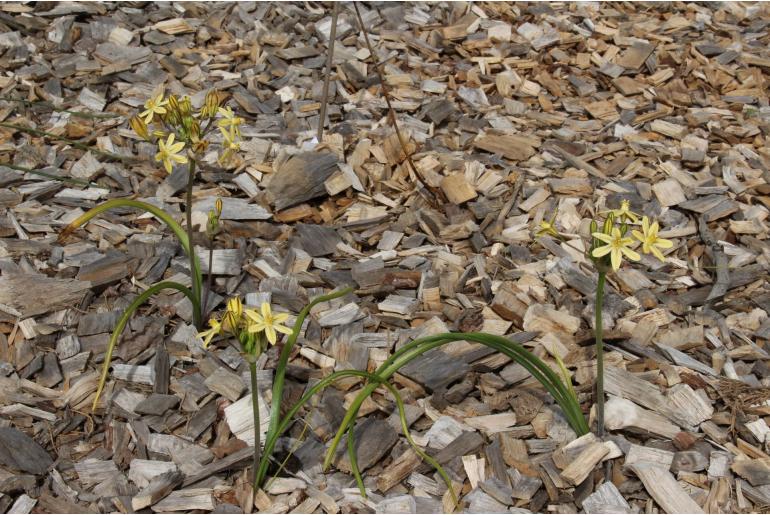 Triteleia ixioides ssp scabra -14171