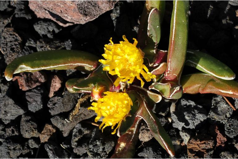 Glottiphyllum peersii -14235