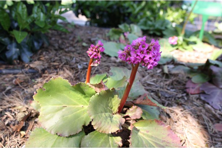 Bergenia crassifolia -14292