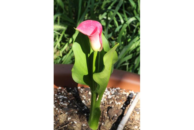 Zantedeschia rehmannii -14336