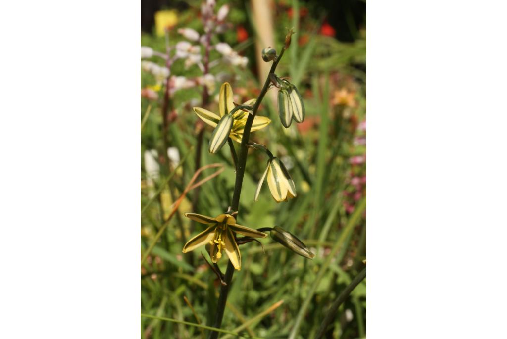 Gestreepte albuca