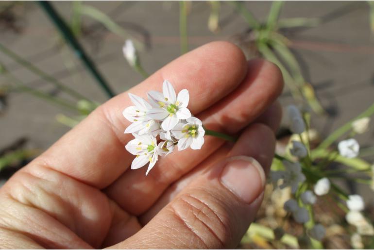 Allium cassium -14556