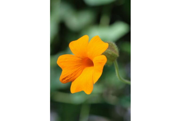 Thunbergia gibsonii -14632