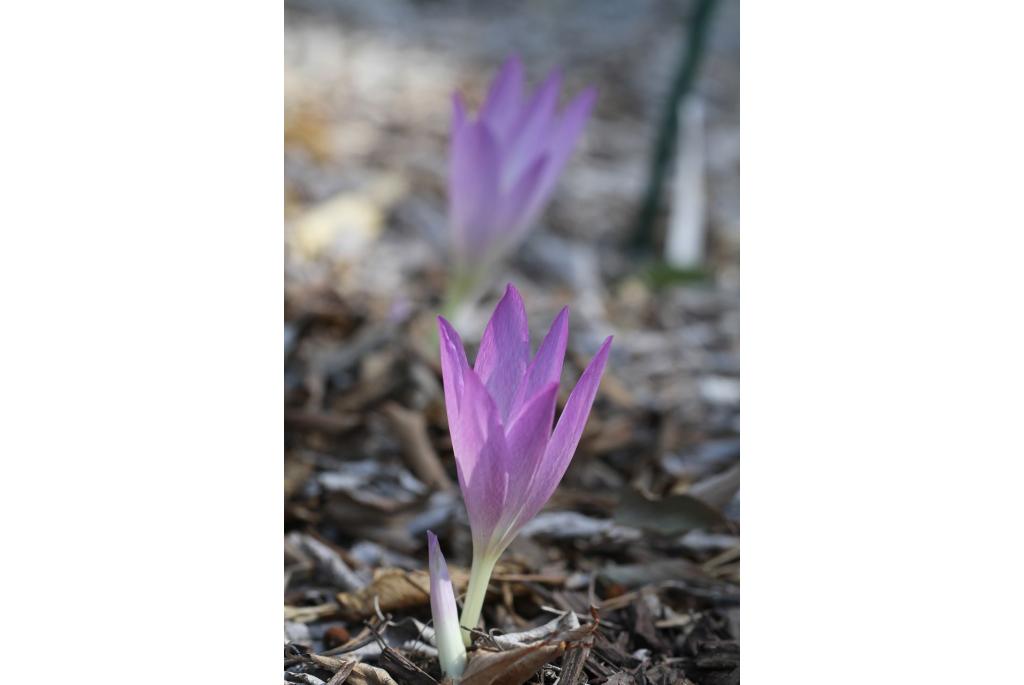 Herfstkrokus van Bivona