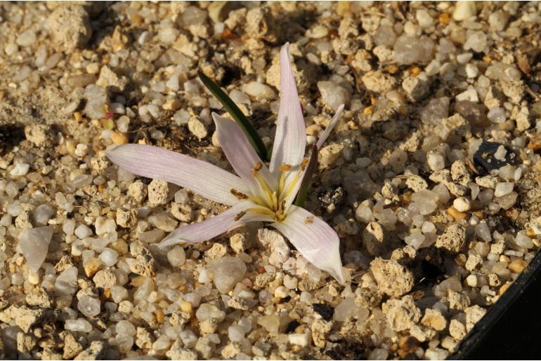 Colchicum soboliferum -14640