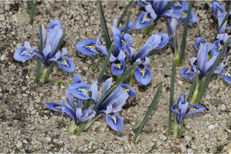 Iris reticulata -14752