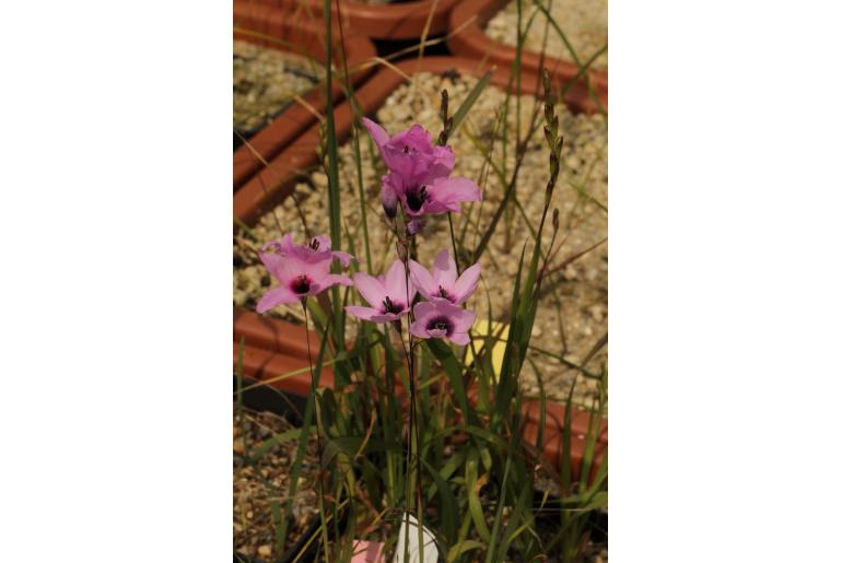 Ixia gloriosa -14756