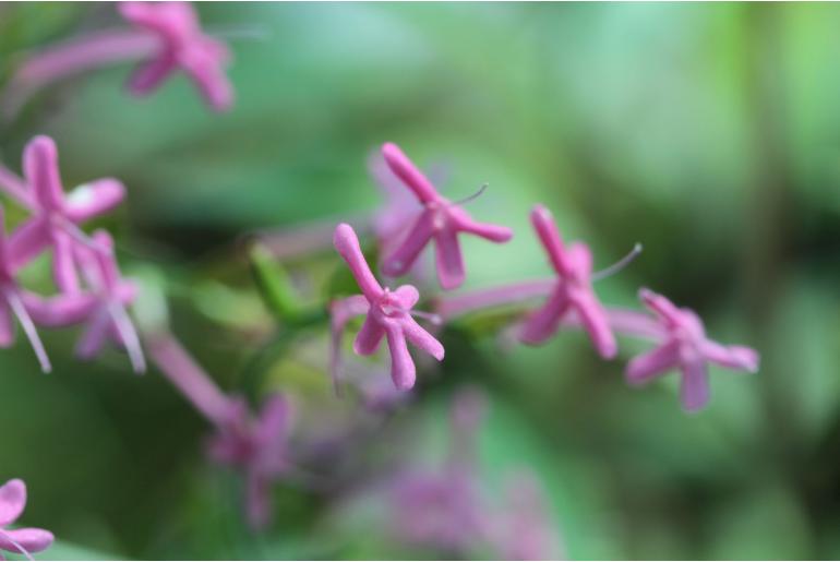 Valeriana sibthorpii -14882