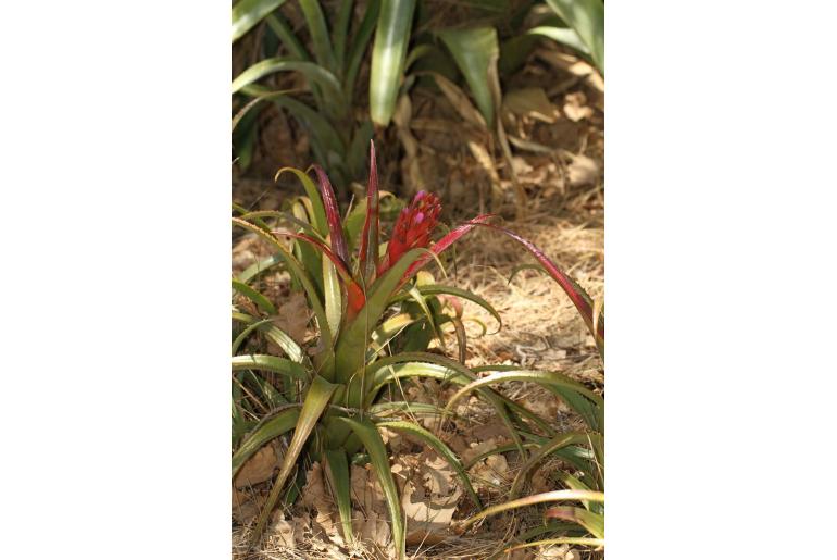 Aechmea recurvata -14915