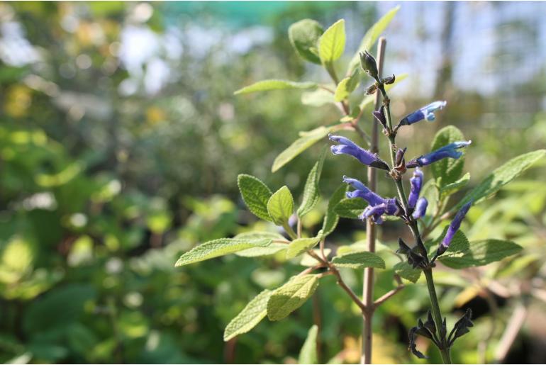 Salvia bullulata -15006