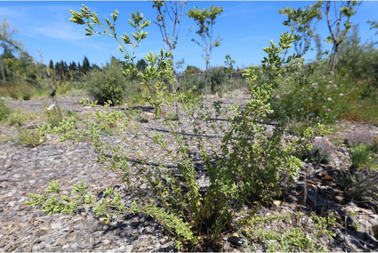 Origanum vulgare ssp viridulum -15105