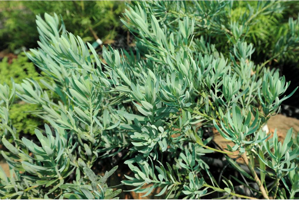 Langblad Podocarpus 'Blue chip'