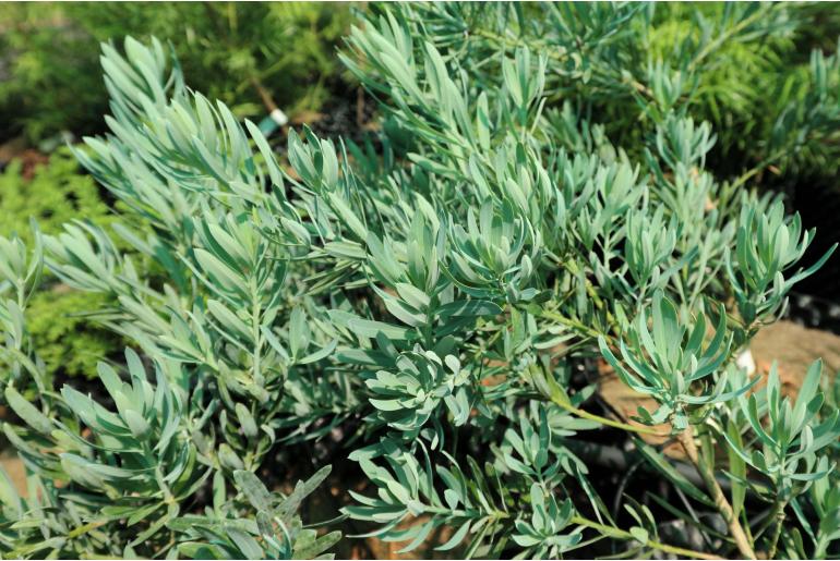 Podocarpus elongatus 'Blue chip' -15142