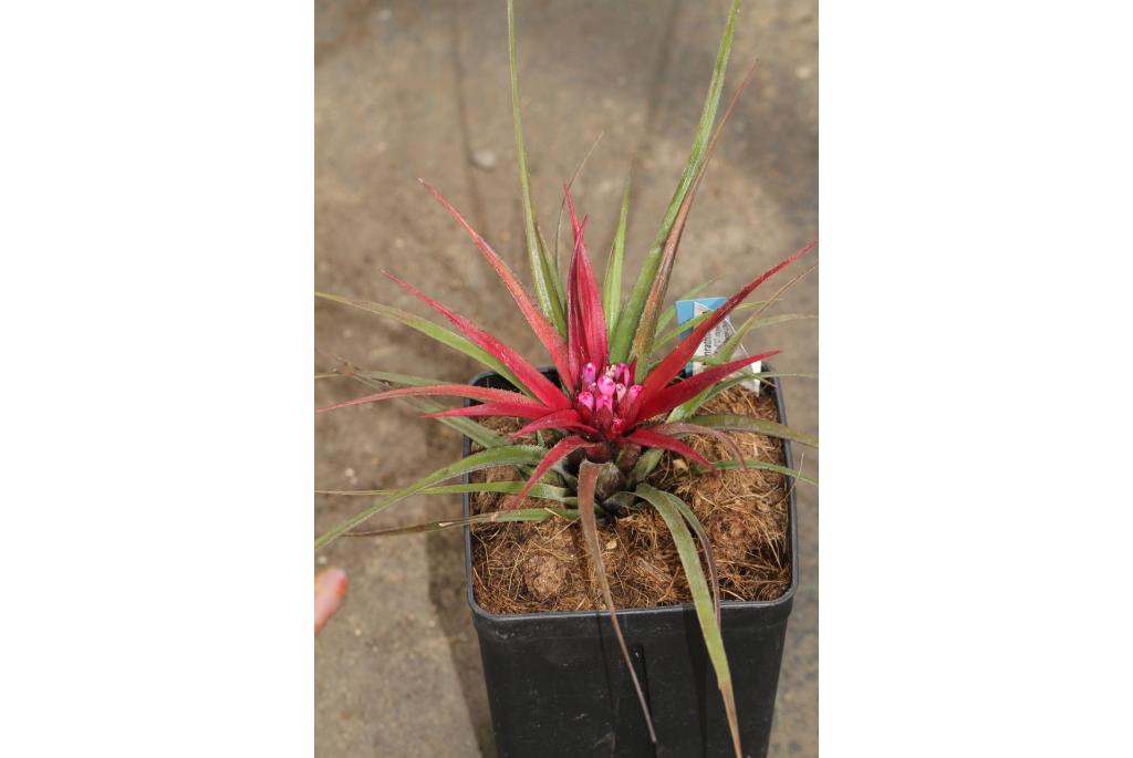 Valse tillandsia