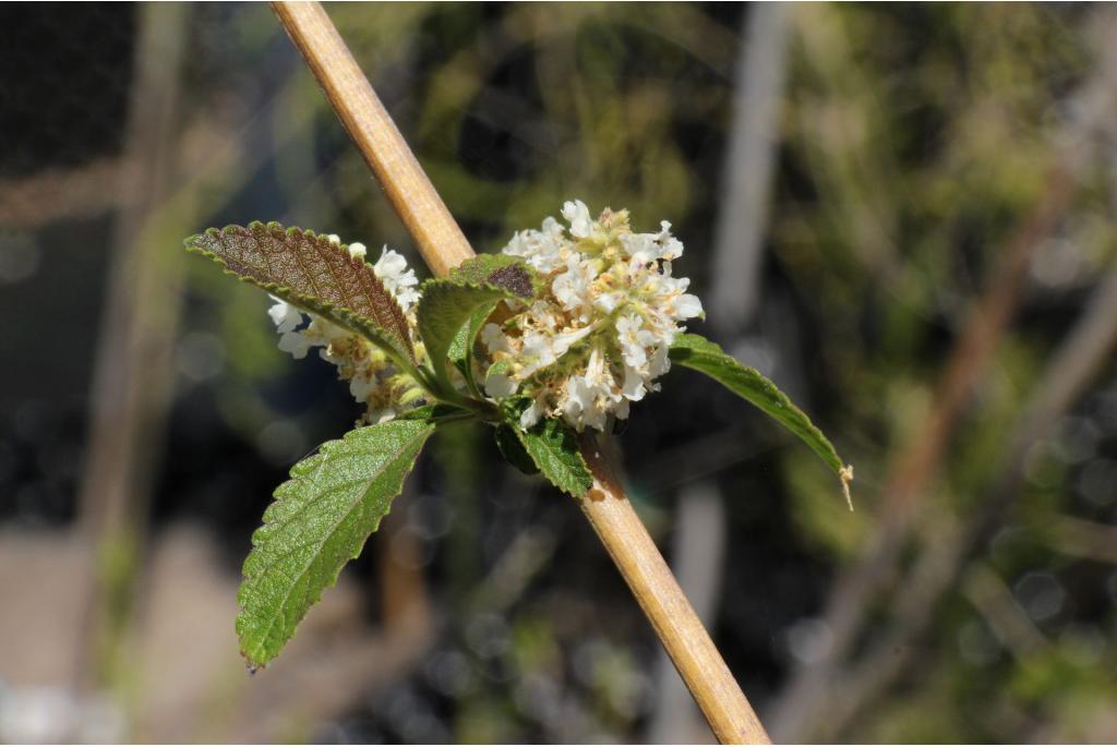 Gestreept aloysia