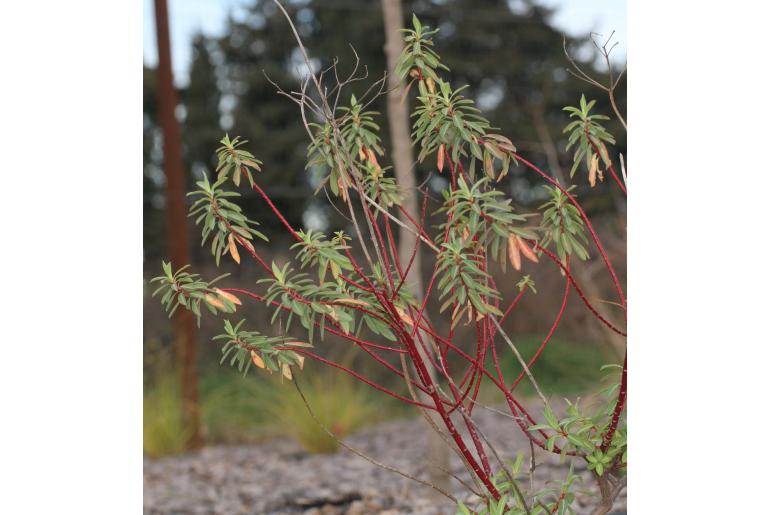 Euphorbia clementei -15217