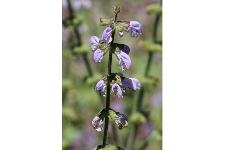 Salvia halophila -15274