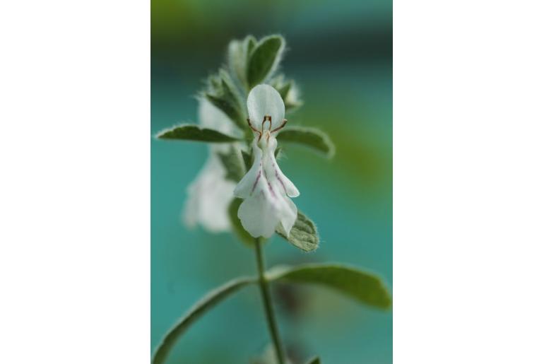 Stachys swainsonii ssp swainsonii -15325