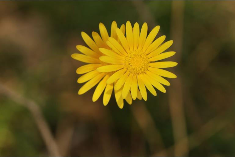 Ursinia tenuifolia -15358